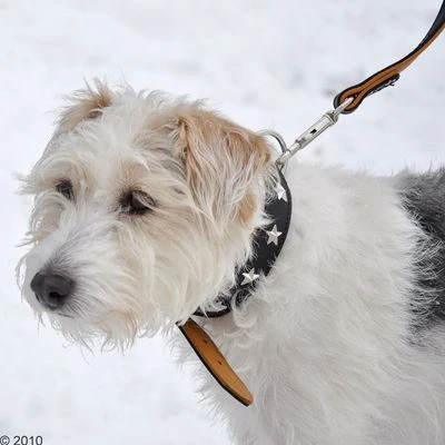 Heim Set: Hondenriem Stars + Leren Halsband Stars - Afbeelding 6