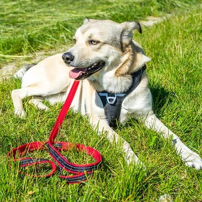 Petlando Pawz & Pepper Hondentuigje Strong Rood/Zwart - Afbeelding 8