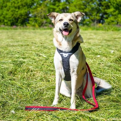 Petlando Pawz & Pepper Hondentuigje Strong Rood/Zwart - Afbeelding 3