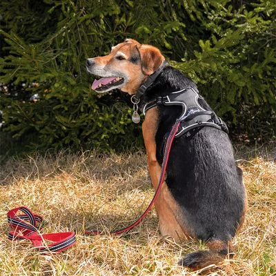 Petlando Pawz & Pepper Hondentuigje Strong Rood/Zwart - Afbeelding 6