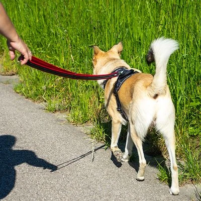 Petlando Pawz & Pepper Hondentuigje Strong Rood/Zwart - Afbeelding 9