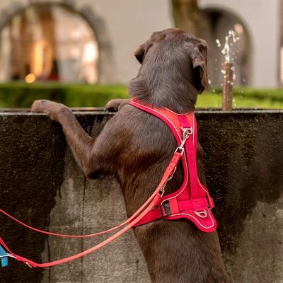 Curli Belka Comfort Tuigje - Rood - Afbeelding 3