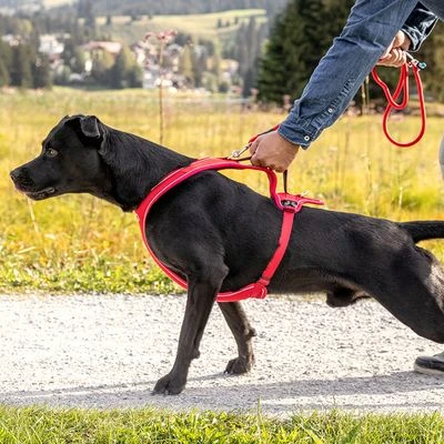 Curli Belka Comfort Tuigje - Rood - Afbeelding 10