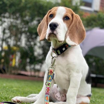 Max & Molly Multifunctionele Lijn Comic - Afbeelding 2