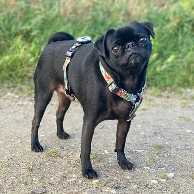 Max & Molly H-Tuigje Comic - Afbeelding 2