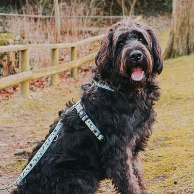 Max & Molly Multifunctionele Hondenlijn Black Sheep - Afbeelding 5