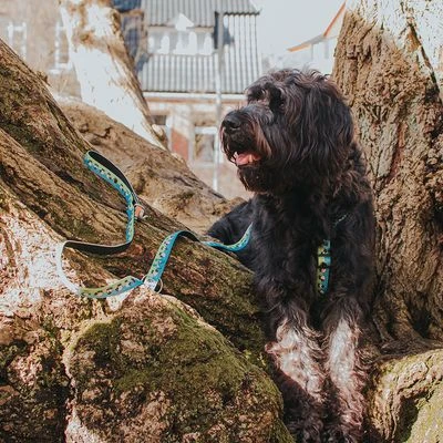 Max & Molly H-Tuigje Black Sheep - Afbeelding 8