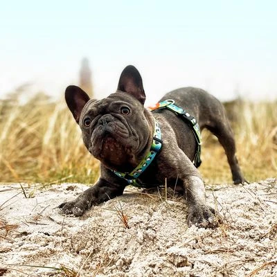 Max & Molly H-Tuigje Black Sheep - Afbeelding 9