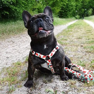 Max & Molly H-Tuig Watermelon - Afbeelding 9