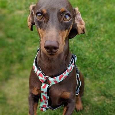 Max & Molly H-Tuig Watermelon - Afbeelding 10