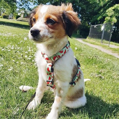 Max & Molly H-Tuig Watermelon - Afbeelding 2