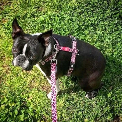 Max & Molly H-Tuig Leopard Pink - Afbeelding 2