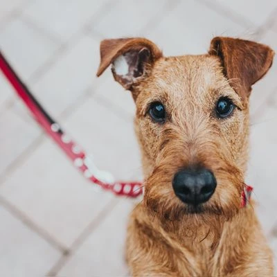 Hunter Set: Halsband Swiss + Hondenriem Swiss - Afbeelding 4