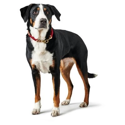 HUNTER Halsband Tinnum, Rood/beige - Afbeelding 4