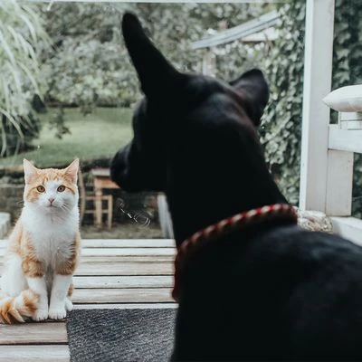 HUNTER Halsband Tinnum, Rood/beige - Afbeelding 6