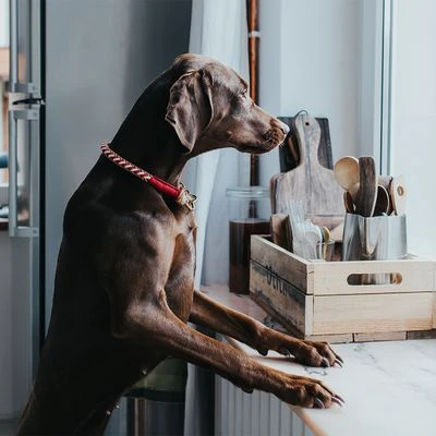 HUNTER Halsband Tinnum, Rood/beige - Afbeelding 7