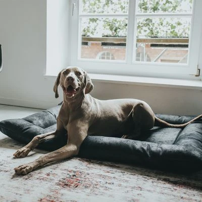 HUNTER Hondenmand Bologna, Zwart - Afbeelding 8