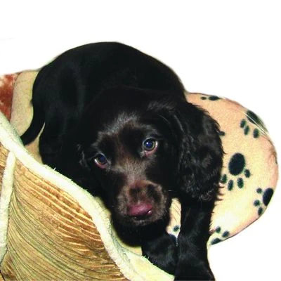 Warmtekussen "SnuggleSafe" - Afbeelding 5