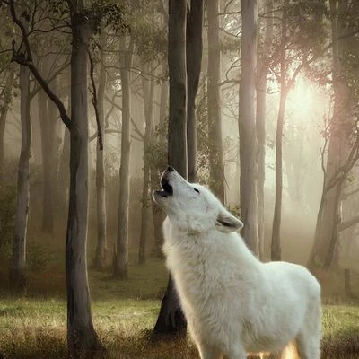 Wolf Of Wilderness Adult 24 X 300 G Voordeelpakket - Afbeelding 3