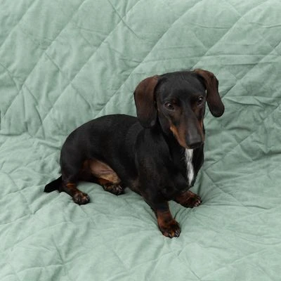 Modern Living Hondendeken Victoria - Afbeelding 3