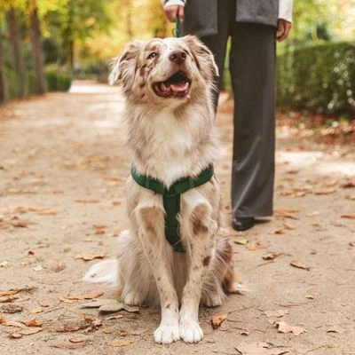 Hondentuig Nomad Tales Blush, Emerald - Afbeelding 3