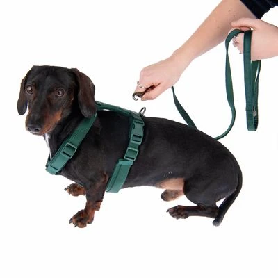 Hondentuig Nomad Tales Blush, Emerald - Afbeelding 18