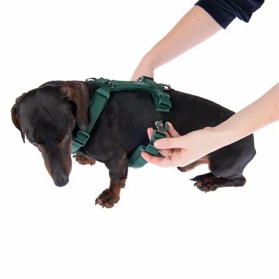 Hondentuig Nomad Tales Blush, Emerald - Afbeelding 14