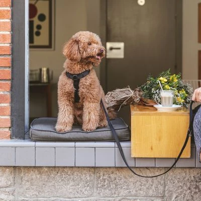 Hondentuig Nomad Tales Blush, Ebony - Afbeelding 4