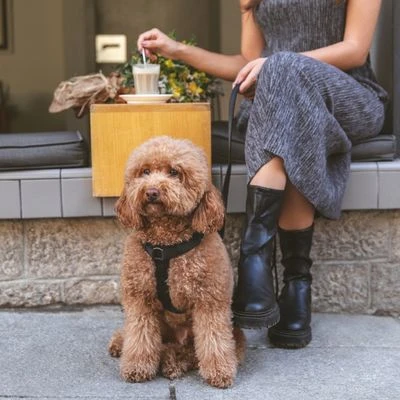 Hondentuig Nomad Tales Blush, Ebony - Afbeelding 2