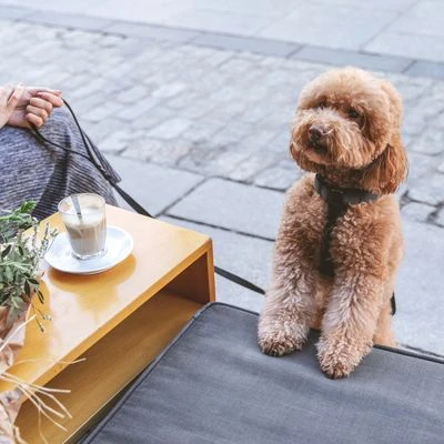 Hondentuig Nomad Tales Blush, Ebony - Afbeelding 11