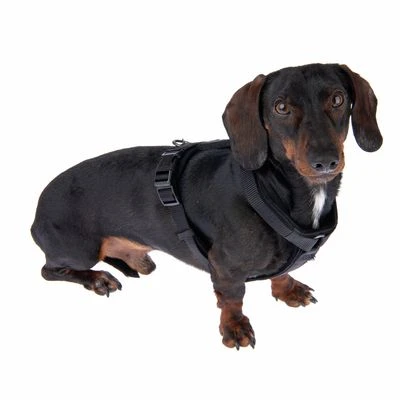 Hondentuig Nomad Tales Blush, Ebony - Afbeelding 3