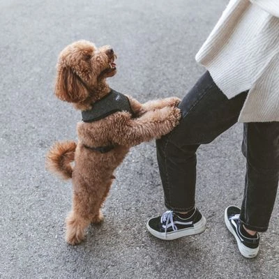 Nomad Tales Calma Tuig, Ebony - Afbeelding 4