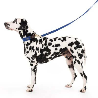 Hondenriem Nomad Tales Bloom, Sapphire - Afbeelding 3