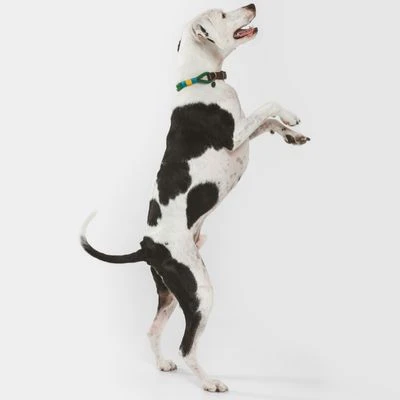 Nomad Tales Spirit Halsband, Pine - Afbeelding 12