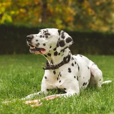 Nomad Tales Spirit Halsband, Ebony - Afbeelding 2