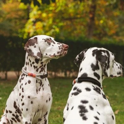 Nomad Tales Spirit Halsband, Ebony - Afbeelding 7