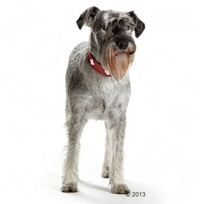 Hunter Halsband Swiss - Afbeelding 5