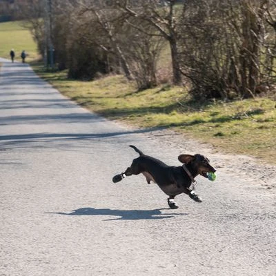 Hondenschoen S & P Boots - Afbeelding 12