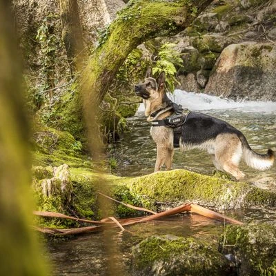 Julius K9 JULIUS-K9 IDC®-Powertuigje - Camouflage - Afbeelding 5