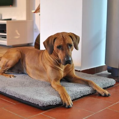 Pawz & Pepper Hondenmat Aurora Ortho - Afbeelding 8