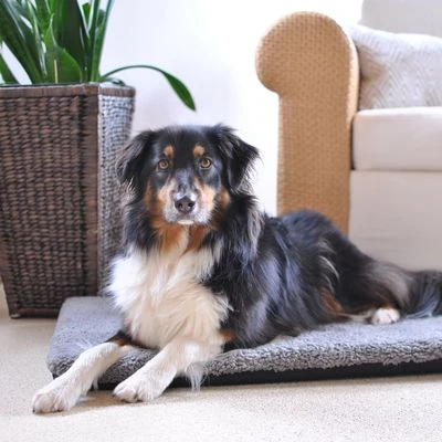 Pawz & Pepper Hondenmat Aurora Ortho - Afbeelding 3