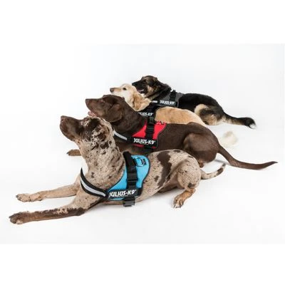 Julius K9 JULIUS-K9® Powertuigje - Antraciet - Afbeelding 9