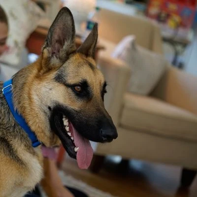 PetSafe Huisdierklep Extreme Weather - Afbeelding 5