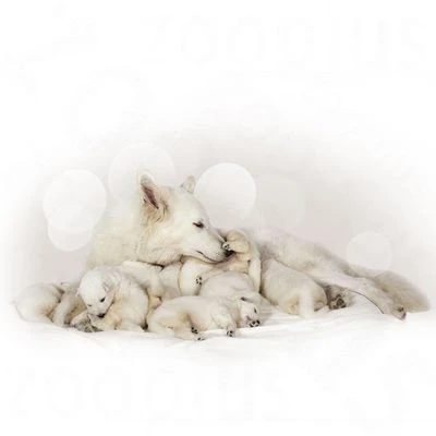 Royal Canin Babydog Milk - Afbeelding 3