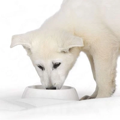 Royal Canin Starter Mousse Mother & Babydog Hondenvoer - Afbeelding 5